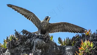 工艺品,游隼,树,矛隼,苍鹰,游eg伸展翅膀