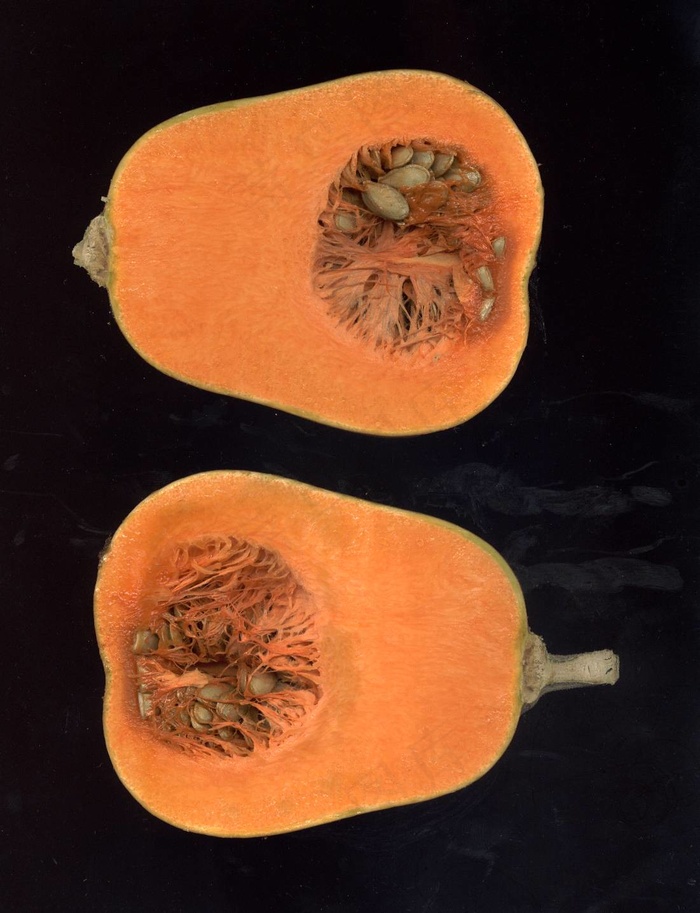 大南瓜,南瓜,工艺品,商品标签,,壁球