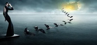 海鸥,湖泊,遗鸥,黑颈鹤,白鹤,航空情报服务