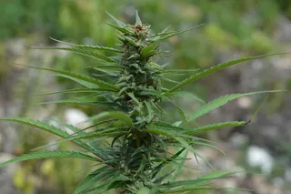 盆栽植物,印度大麻,益母草,大麻,艾草,甘贾农场