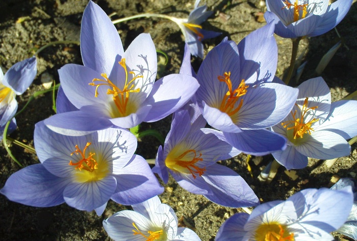 番红花,藏红花,卡通动漫人物,麻叶绣线菊,花卉,藏红花番红花