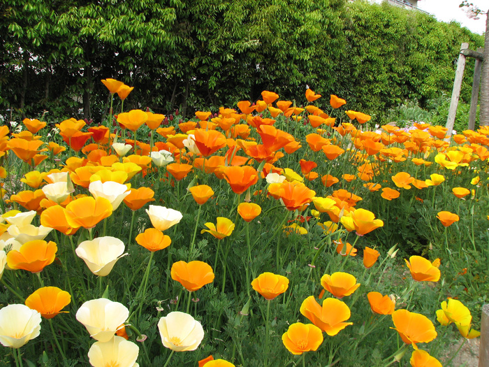 花卉,加州罂粟,万寿菊,川陕金莲花,虞美人,加州罂粟（Eschscholzia californica）