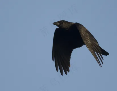乌鸦,渡鸦,短嘴鸦,鸟类,楼燕,腐肉乌鸦 乌鸦,渡鸦,短嘴鸦,鸟类,楼燕,腐肉乌鸦