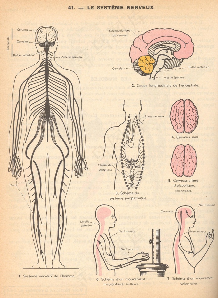 经络图,教学图示,简笔画,人体骨骼,耳穴,科学应用程序p41