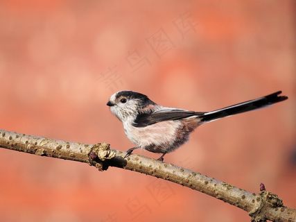 山雀,长尾雀,鸟类,沼泽山雀,煤山雀,长尾山雀