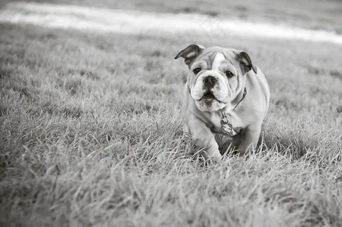 戒指,中国沙皮犬,手表,牛头梗,法兰西斗牛犬,桃子