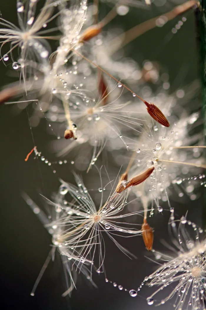 昆虫类,烟火,花卉,屏幕截图,蒲公英图片,颤抖的东西