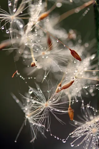 昆虫类,烟火,花卉,屏幕截图,蒲公英图片,颤抖的东西
