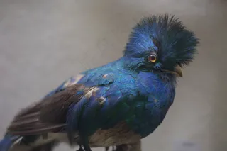 鸟类,金刚鹦鹉,靛蓝彩鹀,乌龟,八哥,酿的