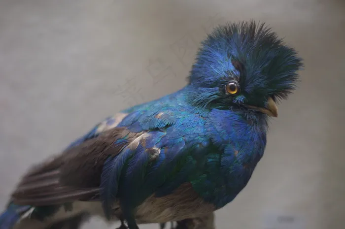 鸟类,金刚鹦鹉,靛蓝彩鹀,乌龟,八哥,酿的 鸟类,金刚鹦鹉,靛蓝彩鹀,乌龟,八哥,酿的