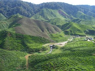 龙脊梯田,茶地,山峦,草原,茶叶,金马仑高原Boh茶园