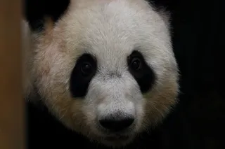 大熊猫