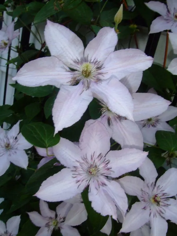 花卉,铁线莲,华中铁线莲,吉隆铁线莲,蓝色茉莉,铁线莲