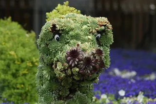 贝蒙德西的海怪