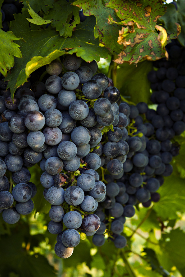 葡萄,葡萄树,盆栽植物,桔子,柿子,葡萄园_西南研究中心_0030