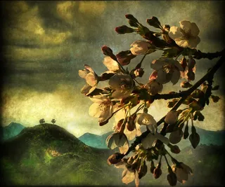 ..在我睡过的山麓度过了一个春夜，我梦dream以求的内心深处绽放着.....