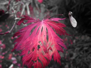 花卉,美丽毛鸡爪槭,日本红枫,菊花,槭树,哦有时候有人希望