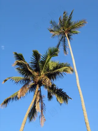 椰子树,海洋,椰树,海枣,棕榈,南海滩棕榈树