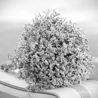 满天星,干花花束,手捧花,鲜花花束,花卉,LTH_2487