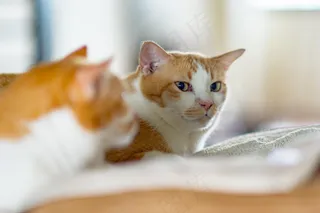 猫,布偶猫,狮子猫,玩具,土耳其梵猫,饮食？什么饮食