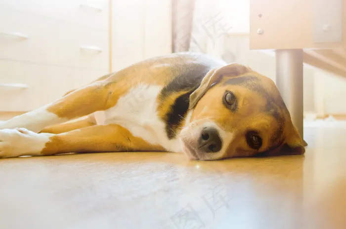 狗,床,沙发,英国猎狐犬,美国猎狐犬,地板还舒服吗？