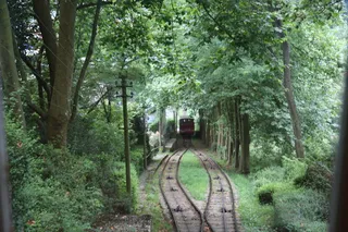 树,原始森林,自然公园,盆栽植物,园林景观,尼古拉多尼古拉教堂