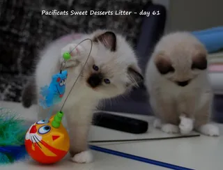 3只布娃娃小猫和一个玩具