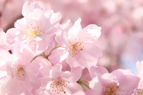 花卉,晚樱,花背景,云南樱花,樱花,横滨樱 花卉,晚樱,花背景,云南樱花,樱花,横滨樱
