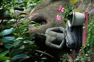 花园佛，雕像，粉红色的花朵，冥想位置在一棵大树下，粉红色的花朵提供，韦奇伍德，西雅图，华盛顿，美国