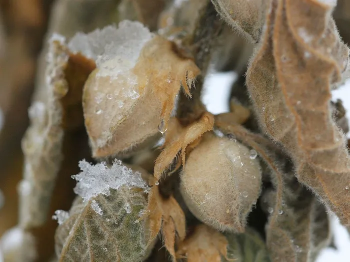 ashwagandha种子荚