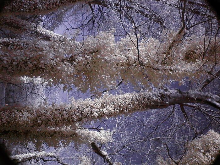 冰雪,日本樱花,樱花树,樱花盛开,雪树银花,常春藤树