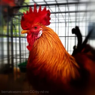 大骨鸡,黄鸡,固始鸡,肉用鸡,土鸡,＃画廊#fira #bestiar＃santmartirià#chiken #fair #banyoles #fotodeldia #photooftheday #picoftheday #iphoneonly #gmy #instagramers #igaddict #instadaily #igers #igersbordils #igersgirona #