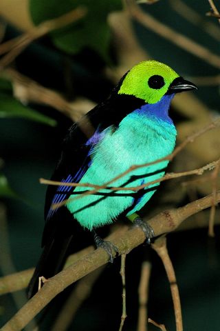 向往Lucha Libre？