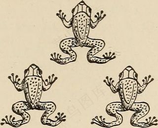 图片来自“启示录；研究圣经的最后一本预言书”（第1919页）的第166页