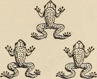 图片来自“启示录；研究圣经的最后一本预言书”（第1919页）的第166页