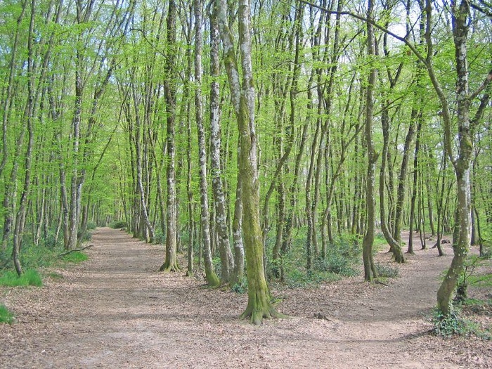 路更走，Forêtde Bouconne