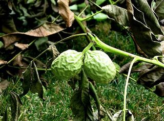 虎门番荔枝,盆栽植物,树,虫子,西瓜,核桃在树枝上