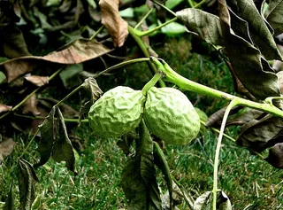 虎门番荔枝,盆栽植物,树,虫子,西瓜,核桃在树枝上