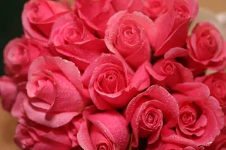 玫瑰花,玫瑰,粉色玫瑰,花束,玫瑰图案,无题127