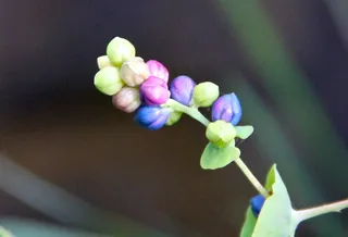 我家村屋周围灌木丛中的无名水果