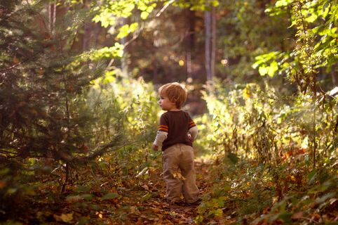 树,阳光森林,花卉,原始森林,银杏林,奇迹