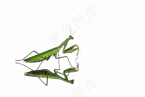 螳螂,薄翅螳螂,蝗虫,刀螂,蝈蝈,反映不祈祷