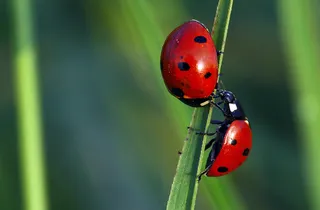 瓢虫,澳洲瓢虫,多种瓢虫,七星瓢虫,叶甲,瓢虫甲虫（瓢虫科）