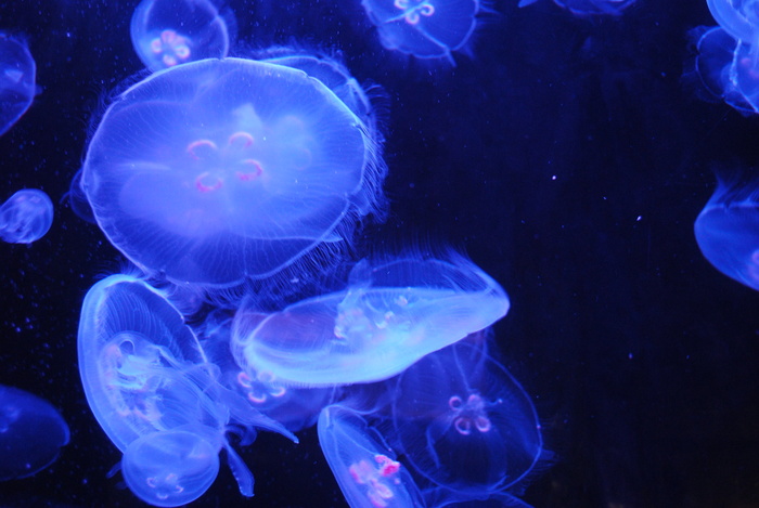 海蜇