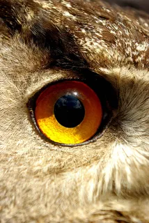 眼睛,猫头鹰,耳鸟,大雕鸮,角猫头鹰,留言人IMGP0262 眼睛,猫头鹰,耳鸟,大雕鸮,角猫头鹰,留言人IMGP0262