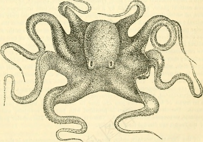 图片来自“动物王国，按照其组织方式排列：形成动物的自然历史以及比较解剖学导论”的第764页”（1849年）