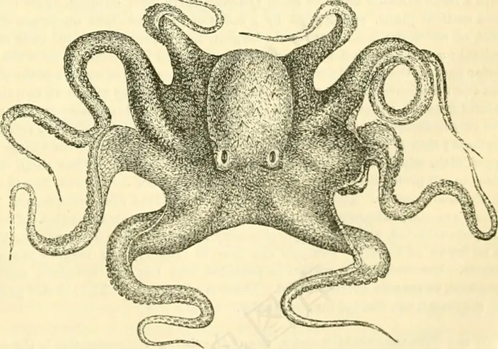 图片来自“动物王国，按照其组织方式排列：形成动物的自然历史以及比较解剖学导论”的第764页”（1849年）
