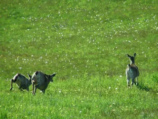 哺乳类,虫子,鸟类,喜鹊,曼彻斯特梗,＃3432鹿高尾