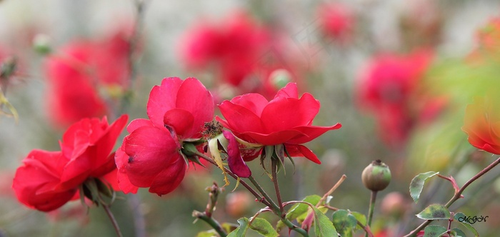 植物,花卉,蝴蝶兰,梗海棠,海棠花,ROSAS