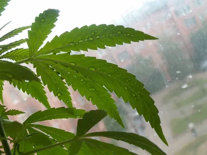 保持热带 保持热带